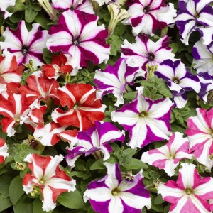 Tritunia Star Mix